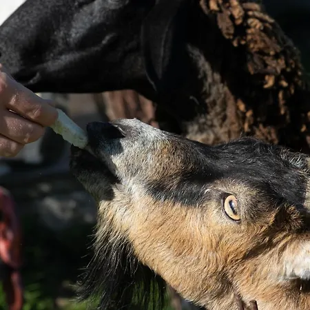 Zenzlgut Séjour à la ferme Tiefgraben