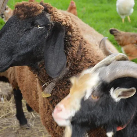 Farm stay Zenzlgut