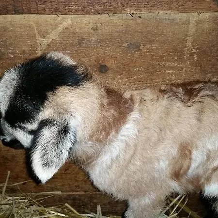 Zenzlgut Séjour à la ferme