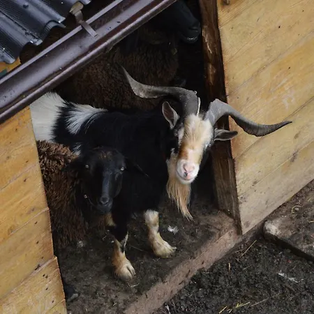 ペンション ゼンズグート *