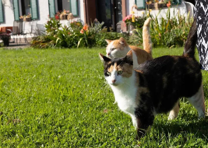 Zenzlgut Alojamento de Turismo Rural *