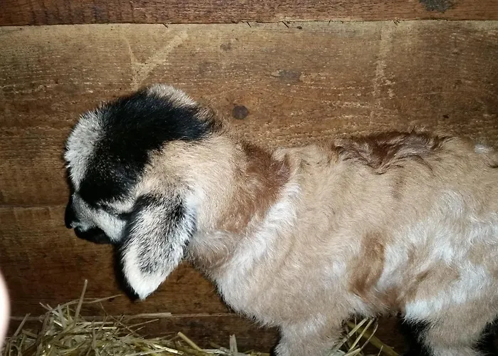 Zenzlgut Alojamento de Turismo Rural