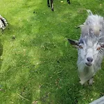 Farmház Zenzlgut Tiefgraben