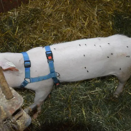 Séjour à la ferme Zenzlgut *