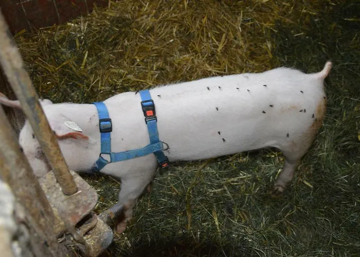 Lantgård Zenzlgut *